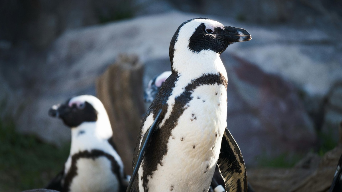 5 Cool Facts About Penguins