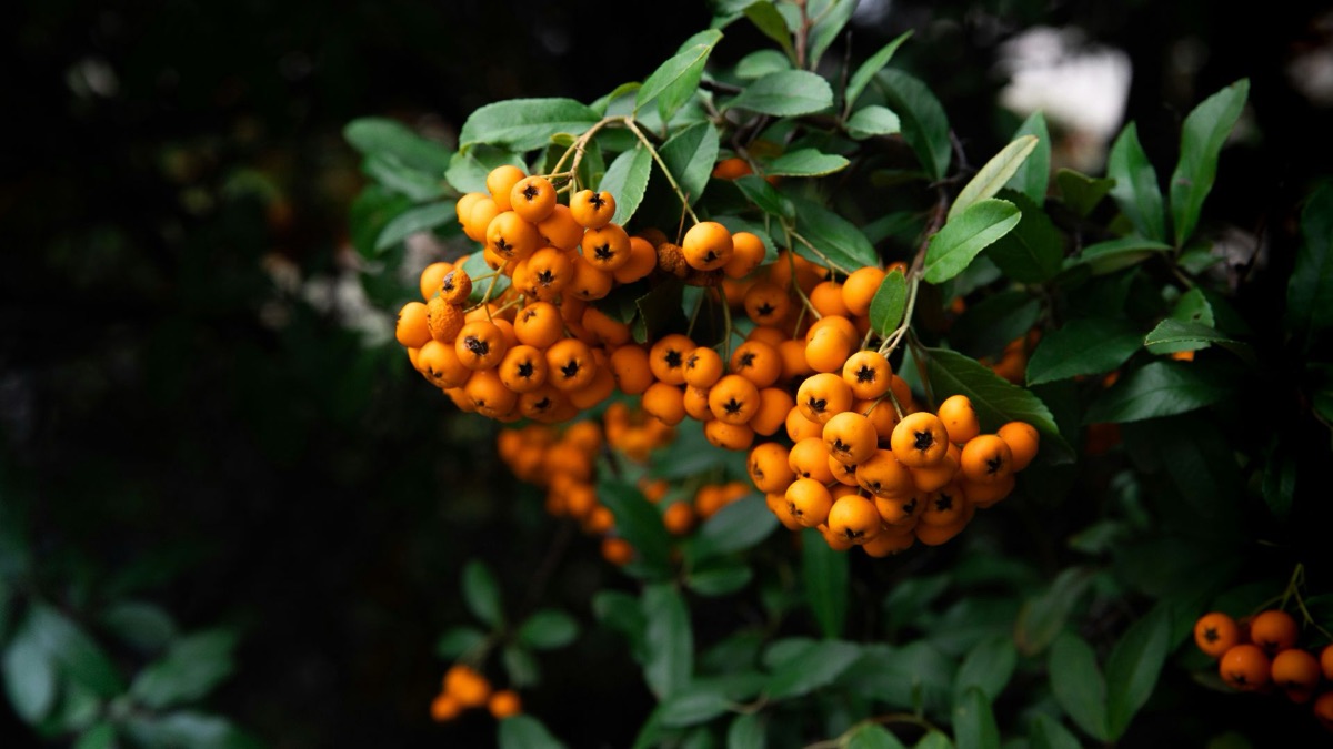 5 Tips For Foraging Food In The Wild