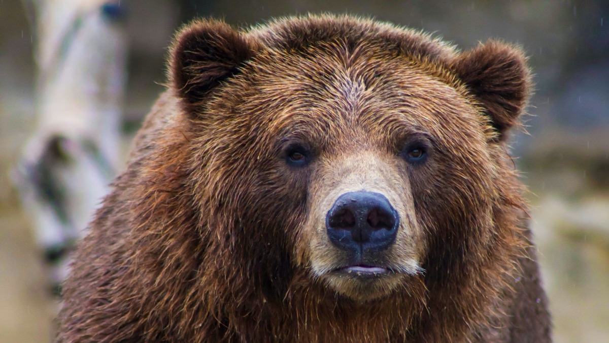 5 Things To Do If You Ever See A Bear In Your Backyard