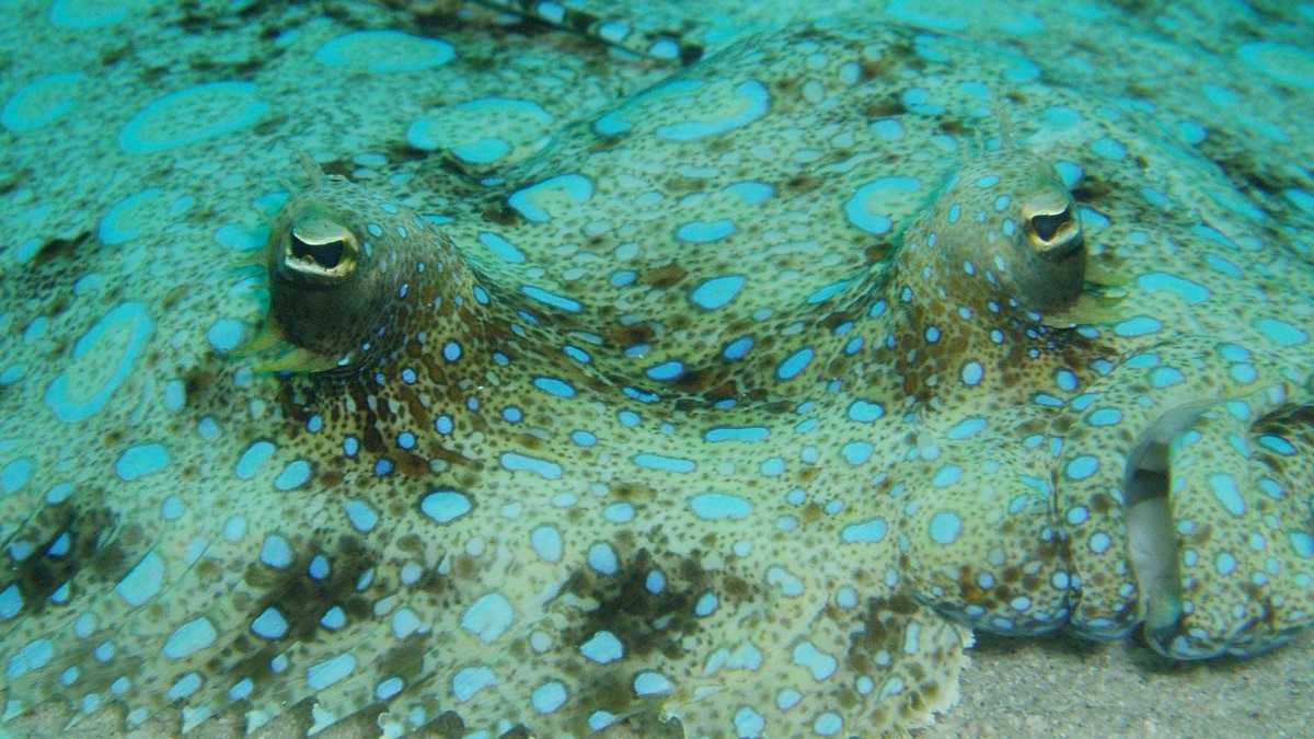 5 Fish That Are Masters Of Disguise