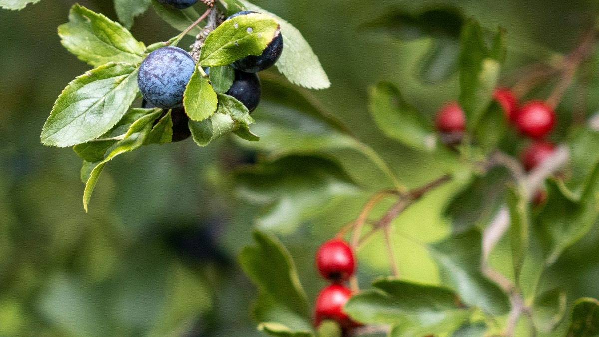 5 Tips For Foraging Food In The Wild