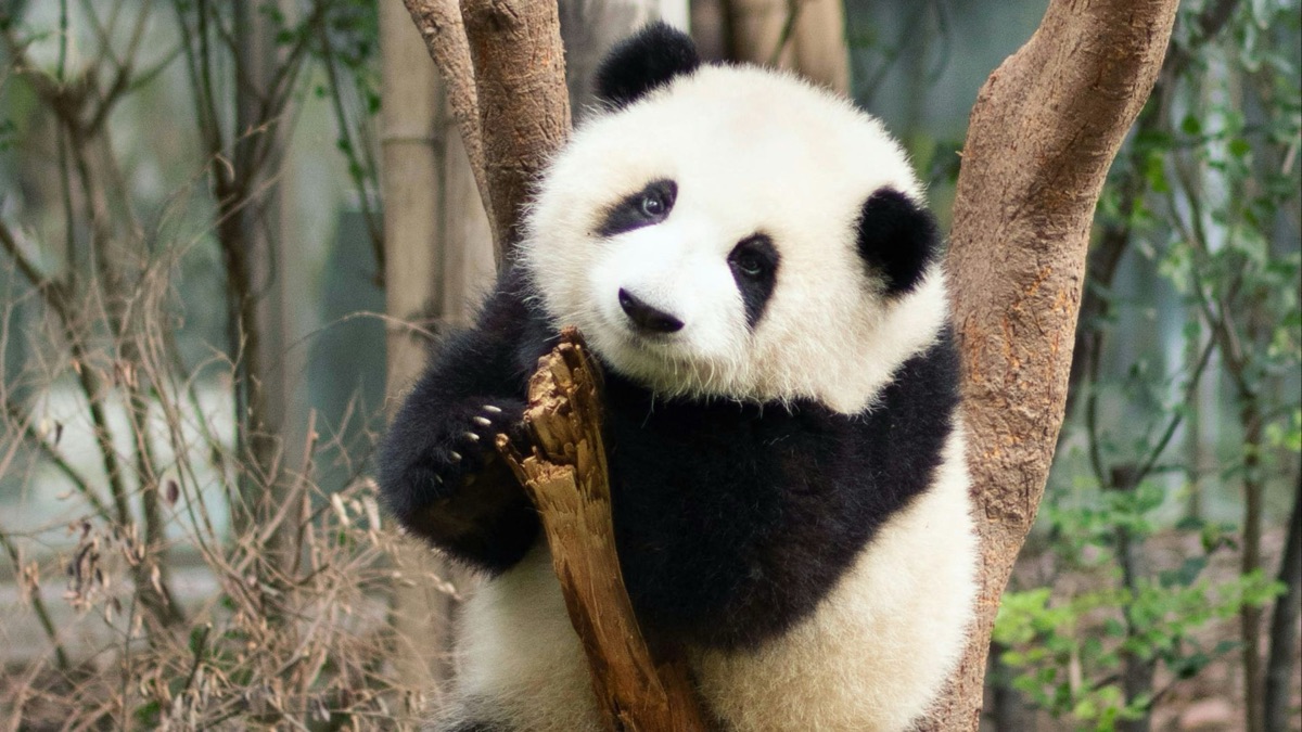 5 Sad Facts About Global Warming