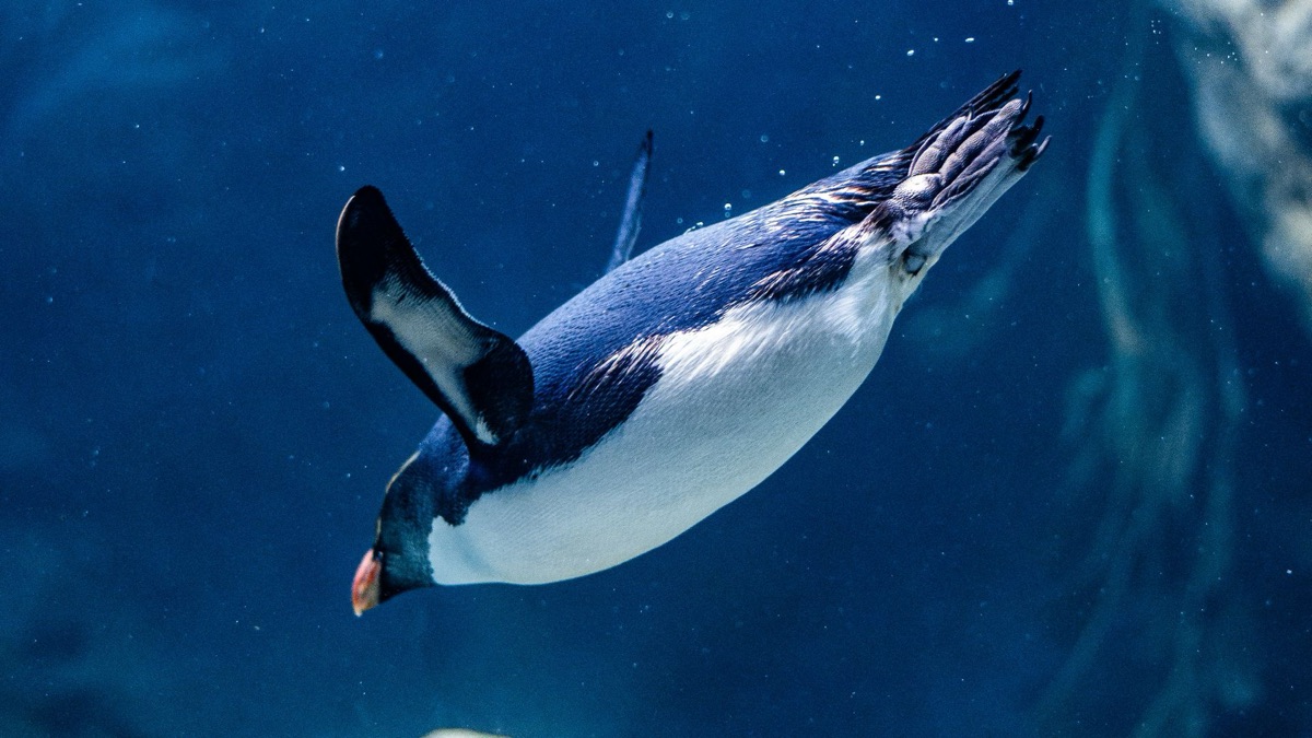 5 Cool Facts About Penguins