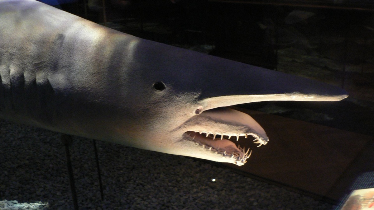 The 5 Oldest Sharks Still Swimming In Our Waters