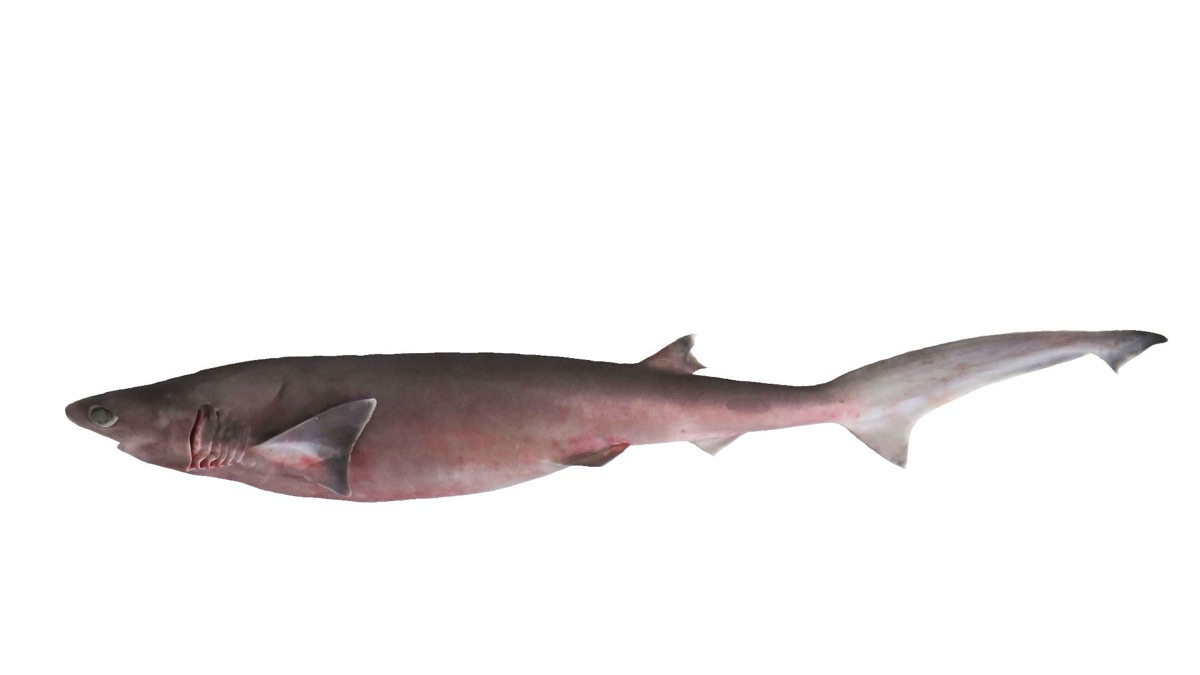 The 5 Oldest Sharks Still Swimming In Our Waters