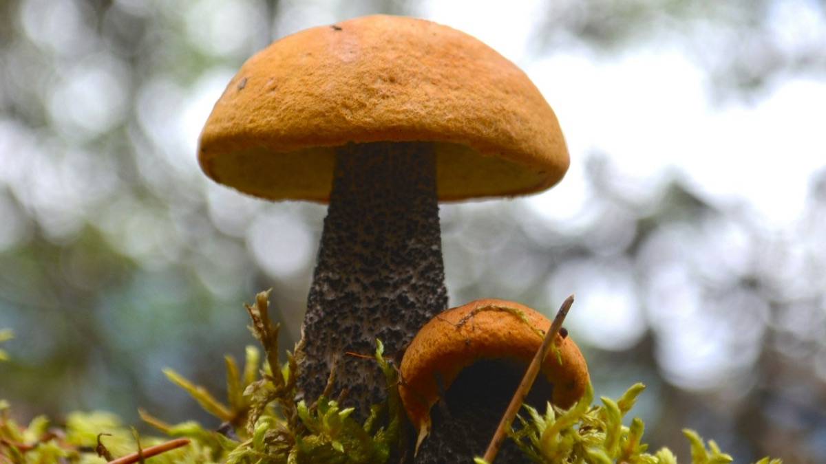5 Tips For Foraging Food In The Wild