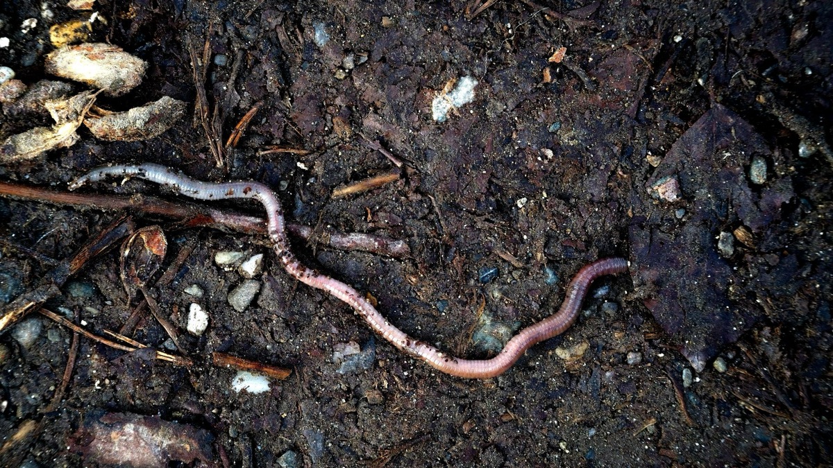 5 Critters You’ll Usually Find In Your Backyard