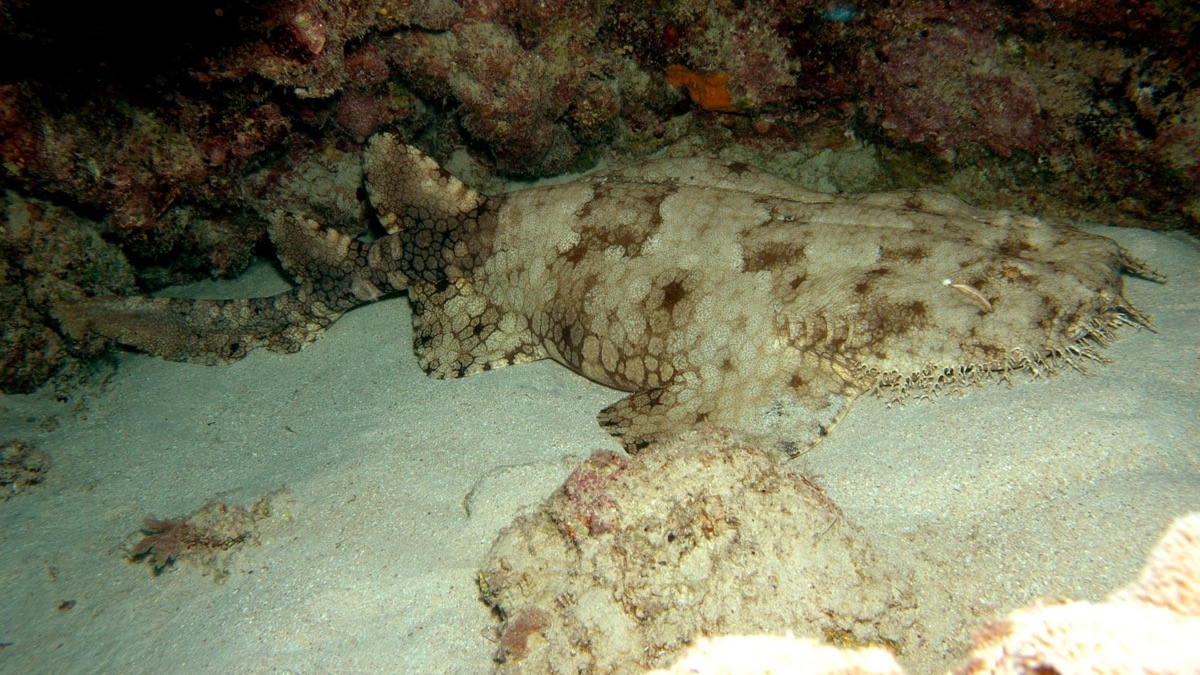 5 Fish That Are Masters Of Disguise