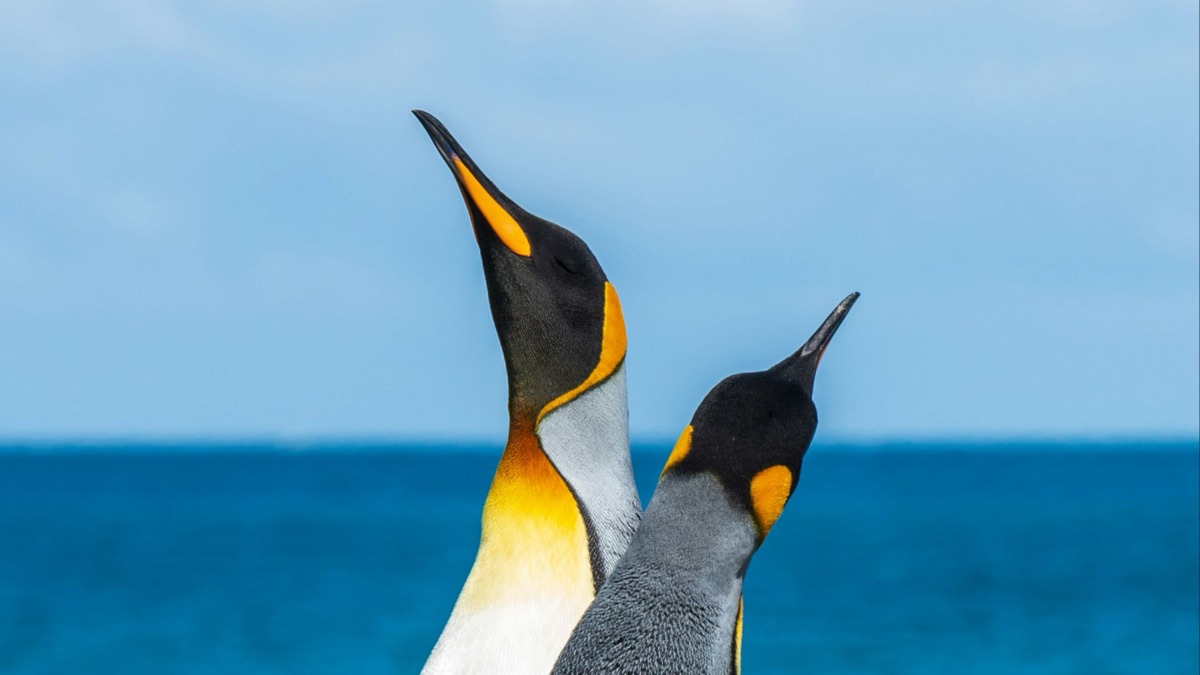 5 Cool Facts About Penguins