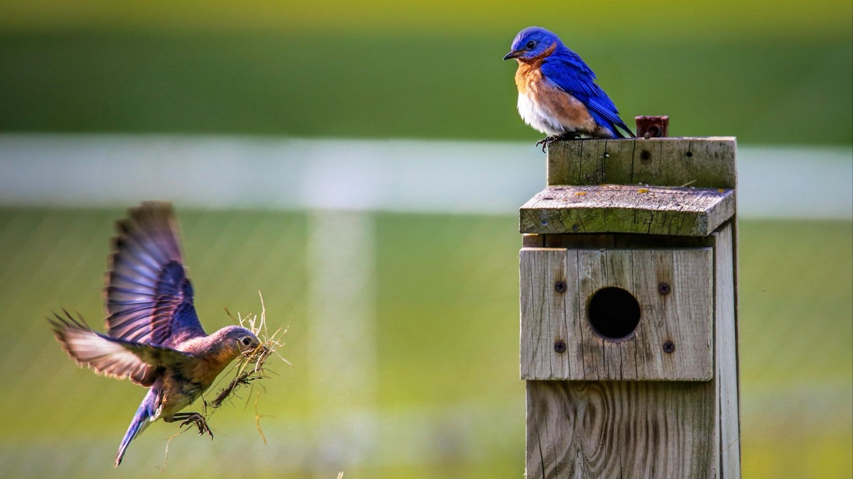 5 Tips For Building The Perfect Birdhouse