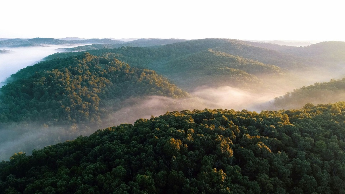 5 Cool Facts About Our Planet's Rainforests