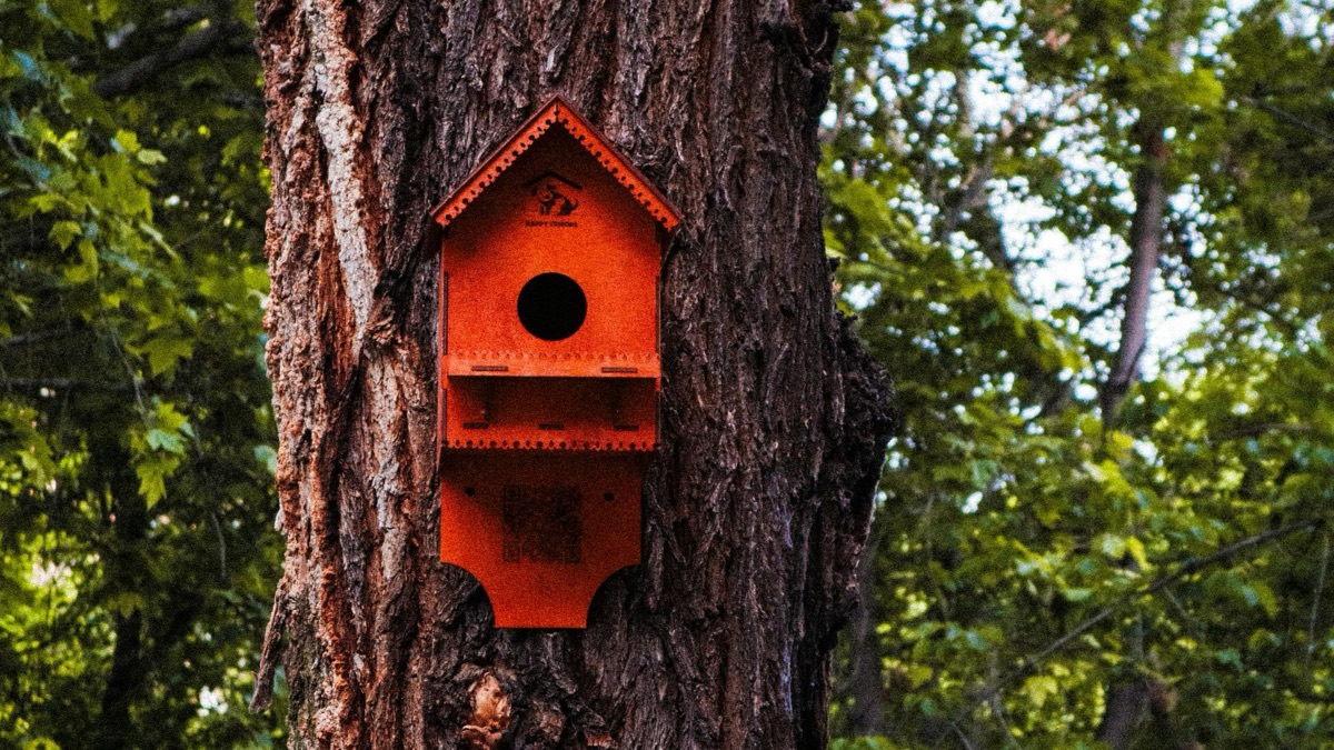 5 Tips For Building The Perfect Birdhouse