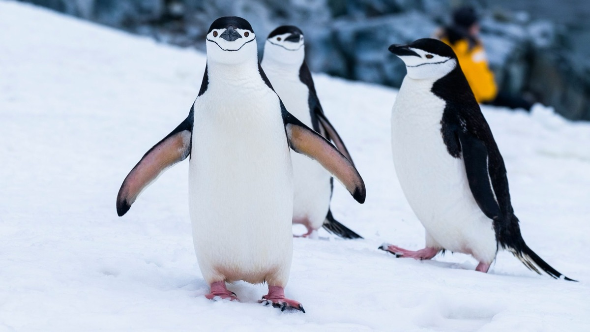 5 Cool Facts About Penguins