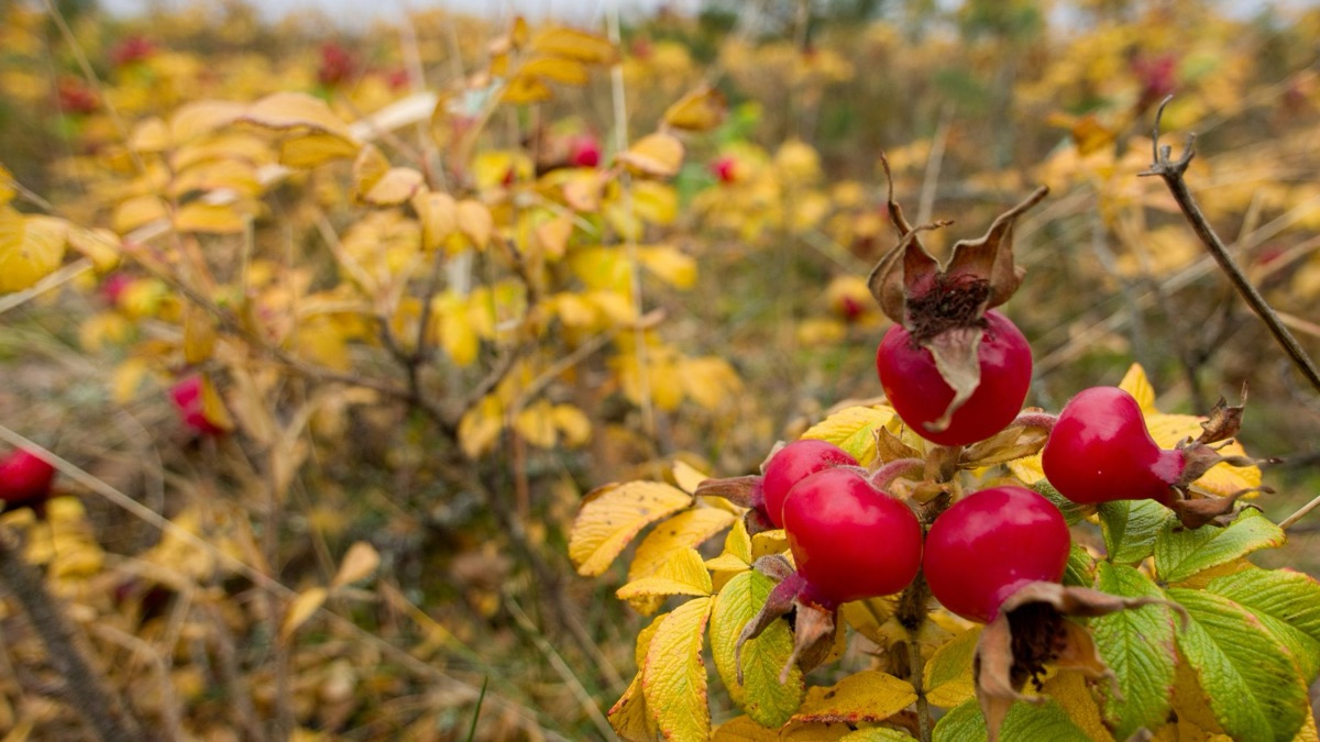 5 Tips For Foraging Food In The Wild