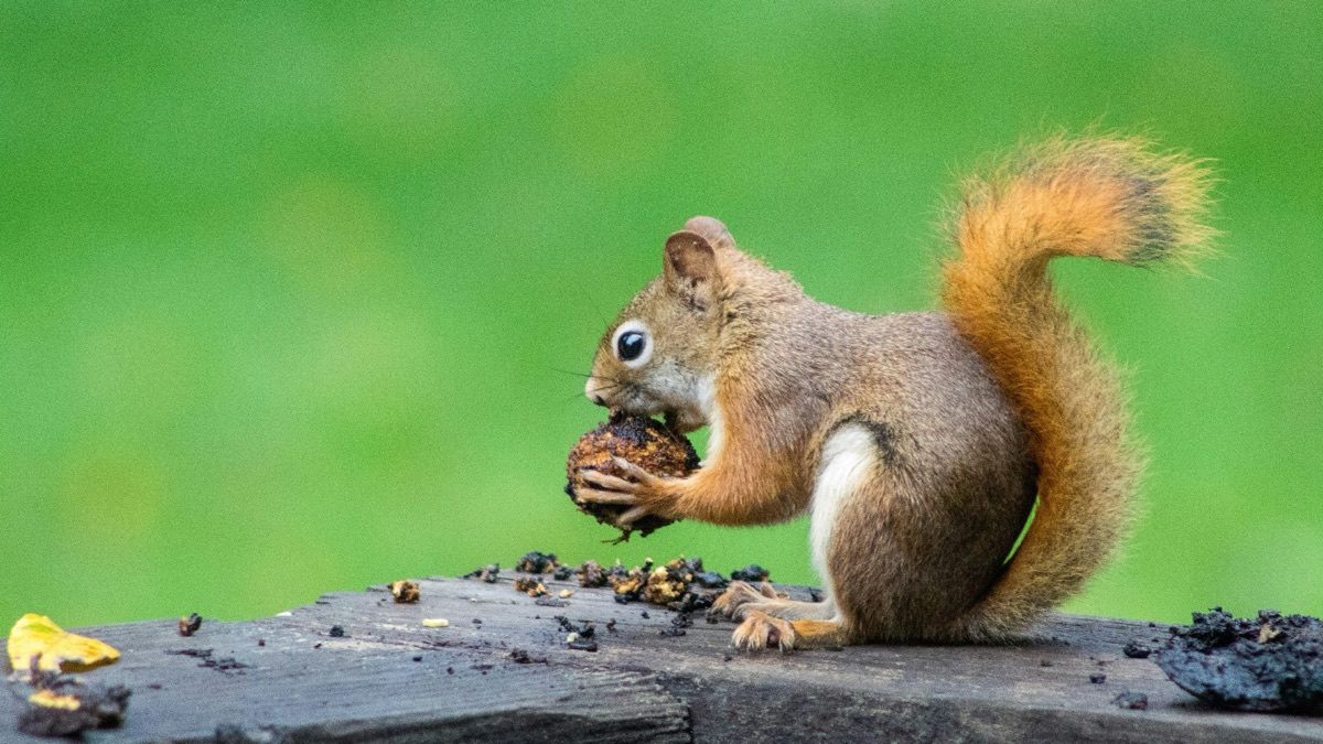 5 Critters You’ll Usually Find In Your Backyard