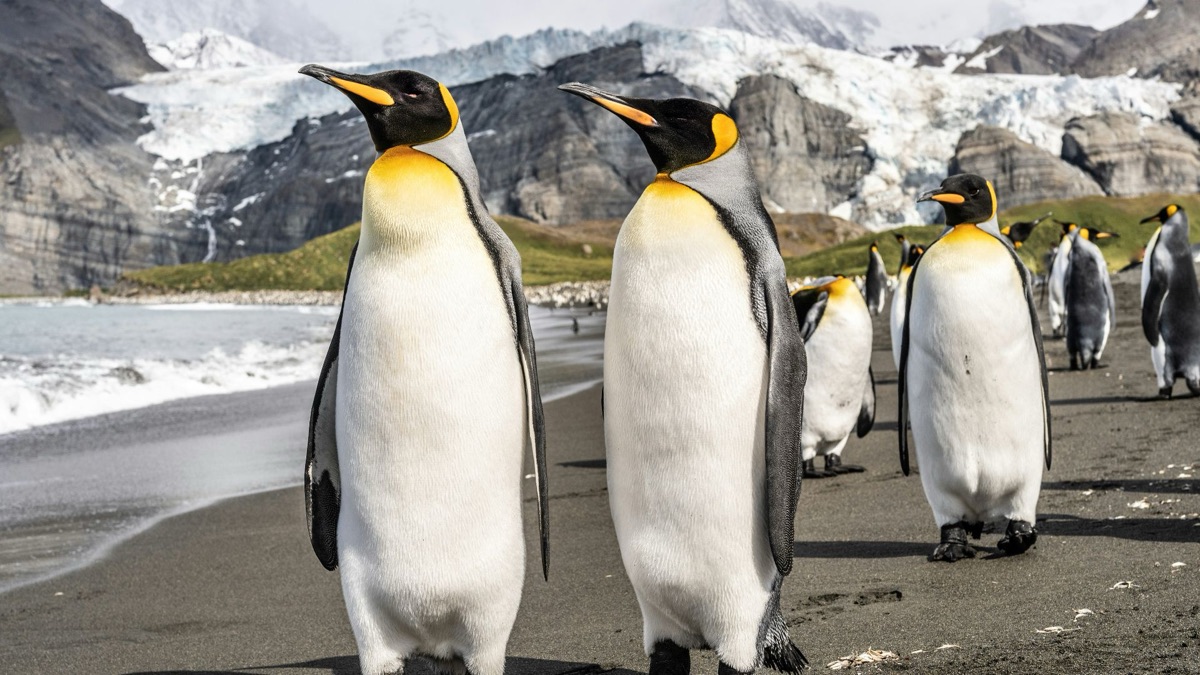 5 Cool Facts About Penguins