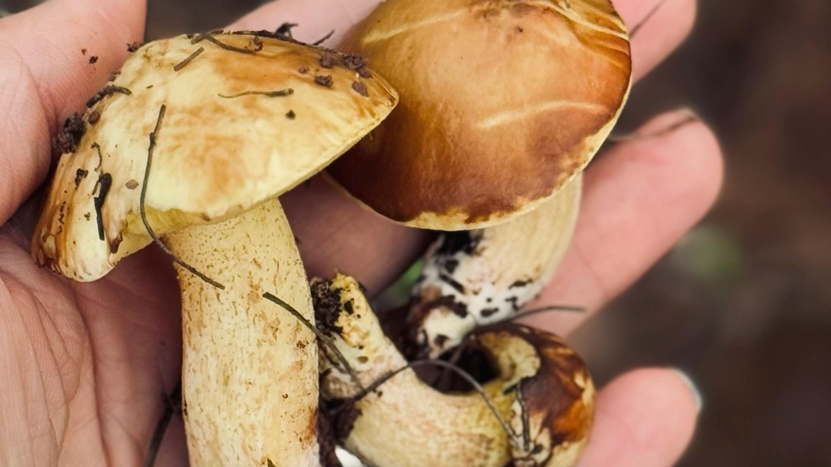 5 Tips For Foraging Food In The Wild