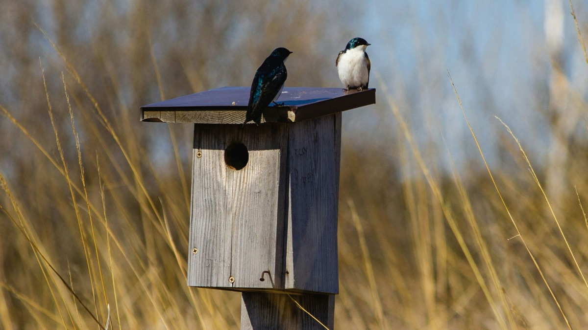 5 Tips For Building The Perfect Birdhouse