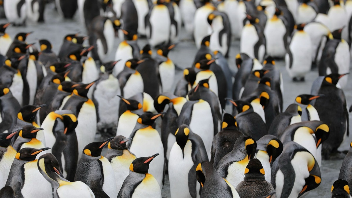 5 Beautiful Things You Can Only Witness In The Antarctic