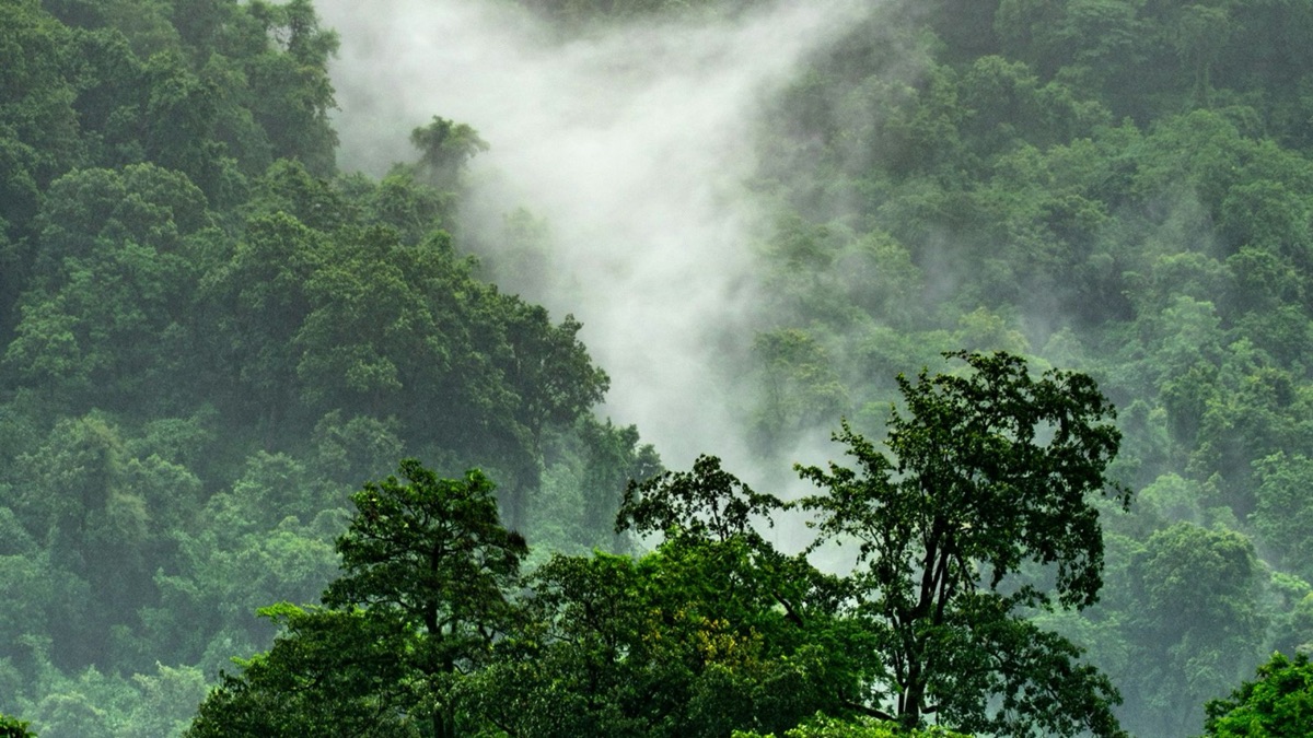 5 Cool Facts About Our Planet's Rainforests